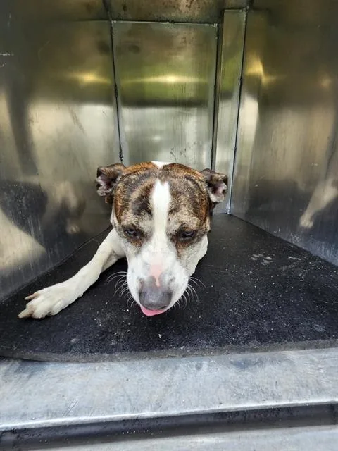 An adult medium-sized male American Staffordshire Terrier dog named Kenneth for adoption in San Antonio, TX