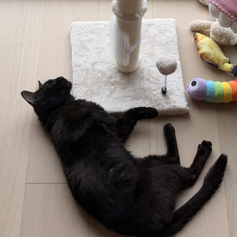 A young small-sized male Black Domestic Short Hair cat named Obi for adoption in Brooklyn, NY