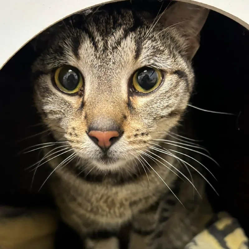 A senior medium-sized female Brown / Chocolate Domestic Short Hair cat named Violet for adoption in Hamburg, NY
