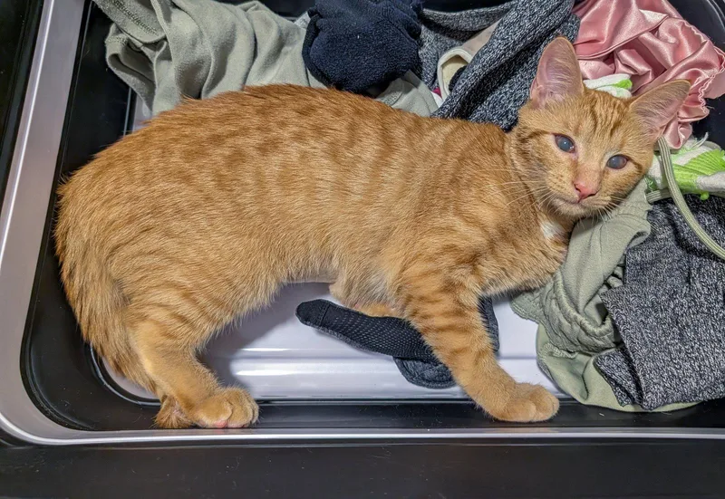 A baby medium-sized female Orange / Red Domestic Short Hair cat named Lucille for adoption in Lighthouse Point, FL