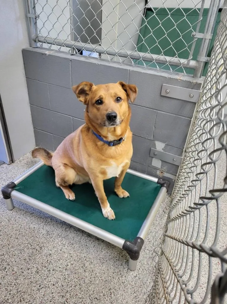 An adult medium-sized male Mixed Breed dog named Zeus for adoption in Medford, WI