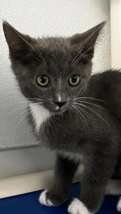 A baby small-sized male Domestic Short Hair cat named Rubble for adoption in Venice, FL