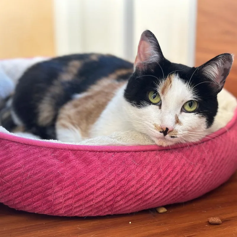 An adult small-sized female Domestic Short Hair cat named Batya for adoption in Port Washington, NY