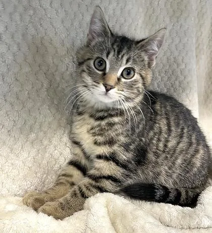 Hemingway thumbnail 2