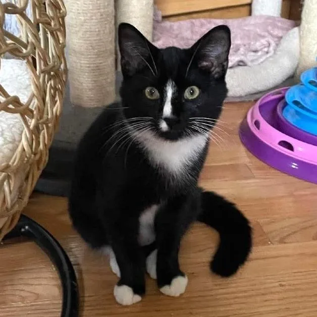 A baby small-sized male Black Domestic Short Hair cat named Chips for adoption in Falls Church, VA