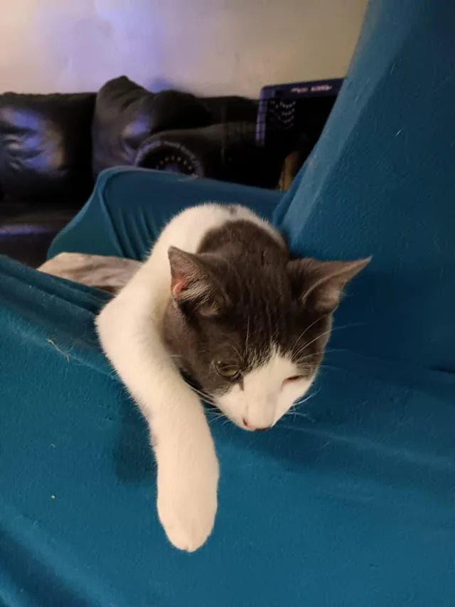 A young medium-sized male Domestic Short Hair cat named Dakota for adoption in Arlington, TX