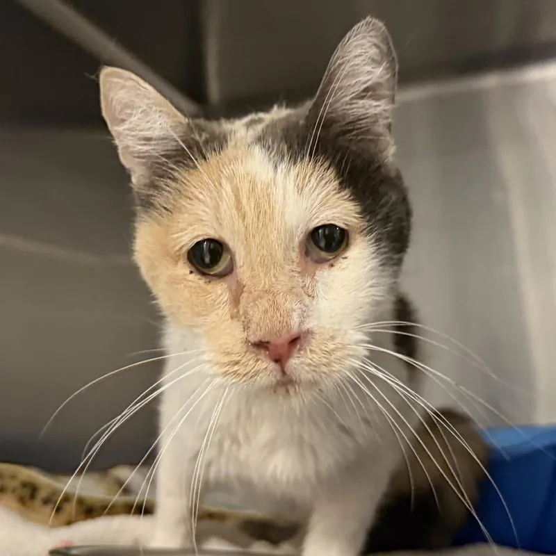 An adult small-sized female Calico Domestic Short Hair cat named Betsee for adoption in Tucson, AZ