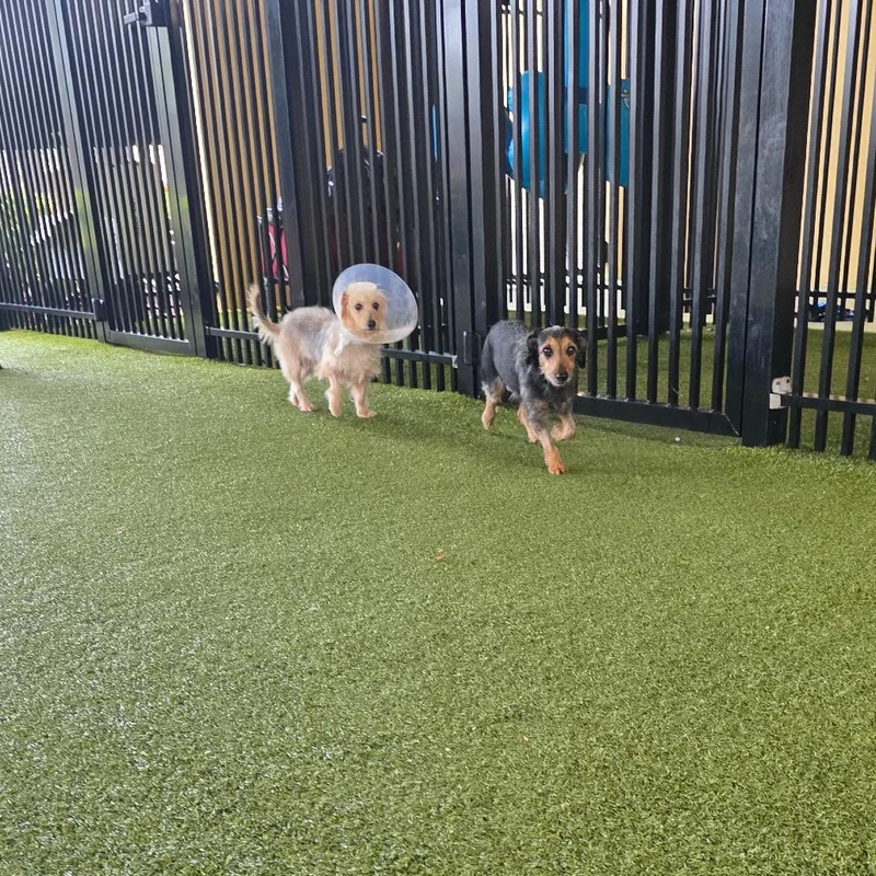 An adult small-sized female Brown / Chocolate Dachshund dog named Raven for adoption in West Palm Beach, FL