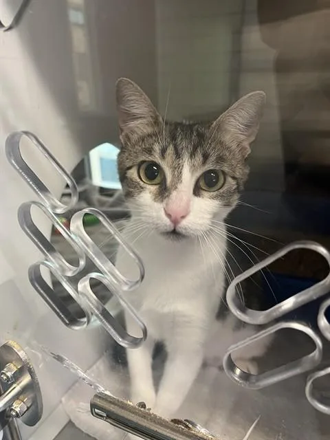 A young small-sized female Domestic Short Hair cat named Maude Flanders for adoption in Pearland, TX