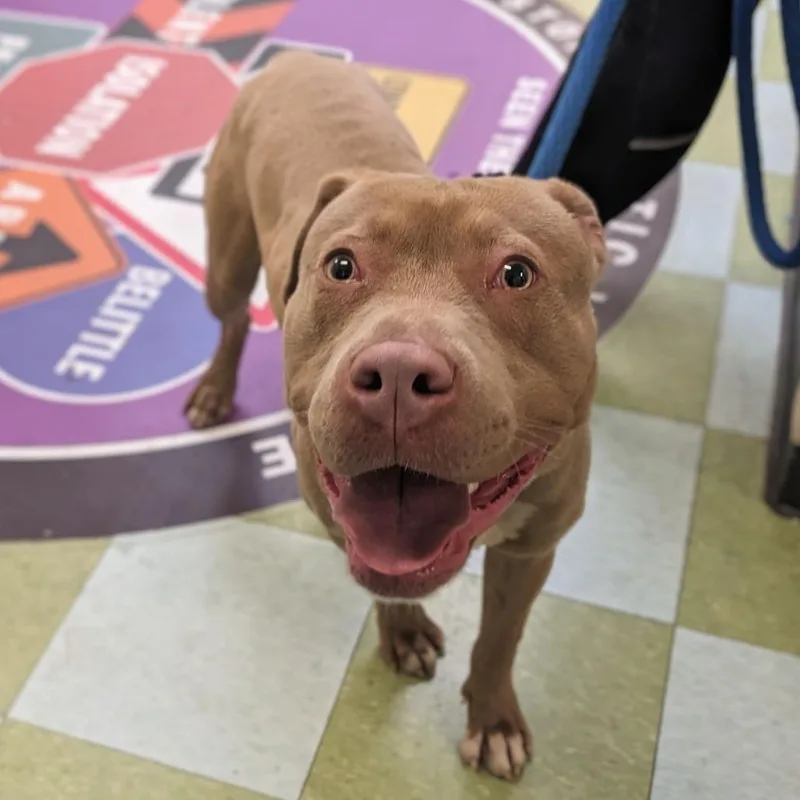 An adult medium-sized male Yellow / Tan / Blond / Fawn Pit Bull Terrier dog named Yoshi for adoption in Philadelphia, PA