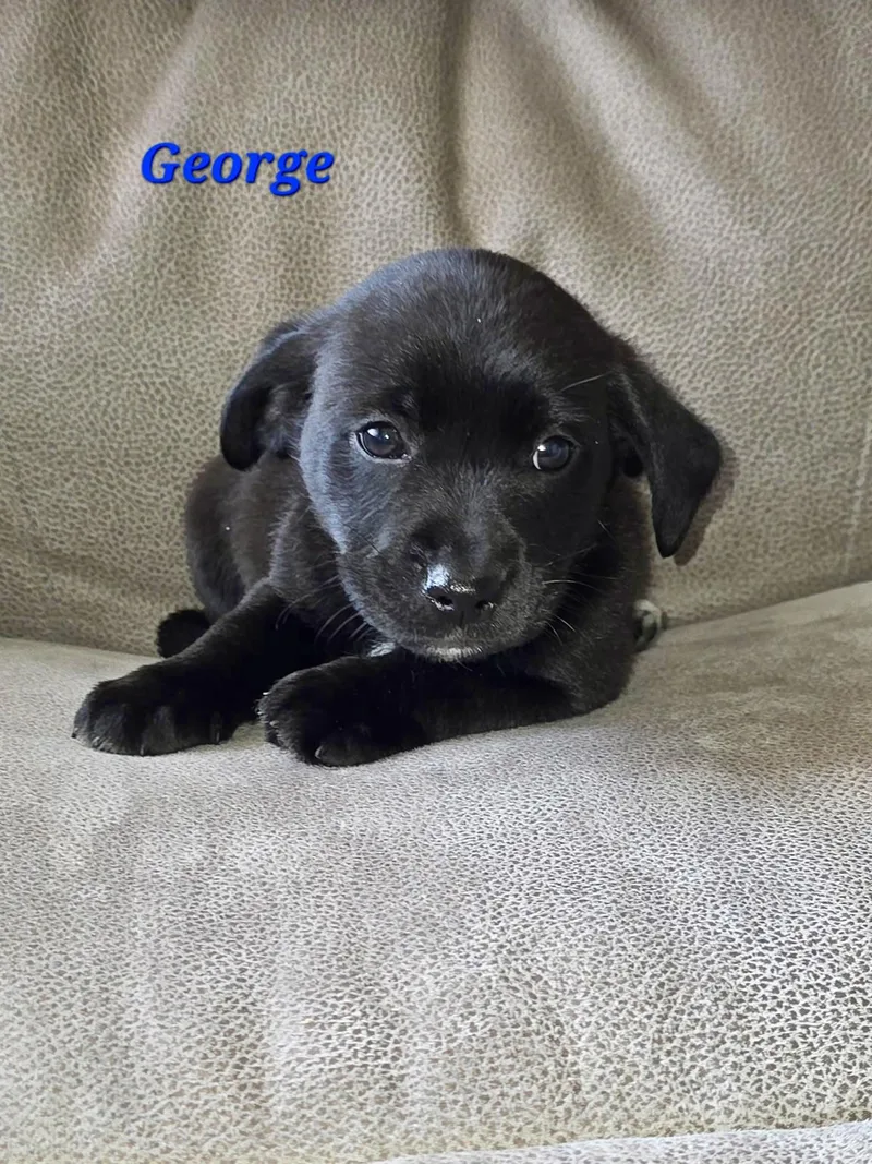 A baby medium-sized male Dachshund dog named George And His Sisters for adoption in Armada, MI