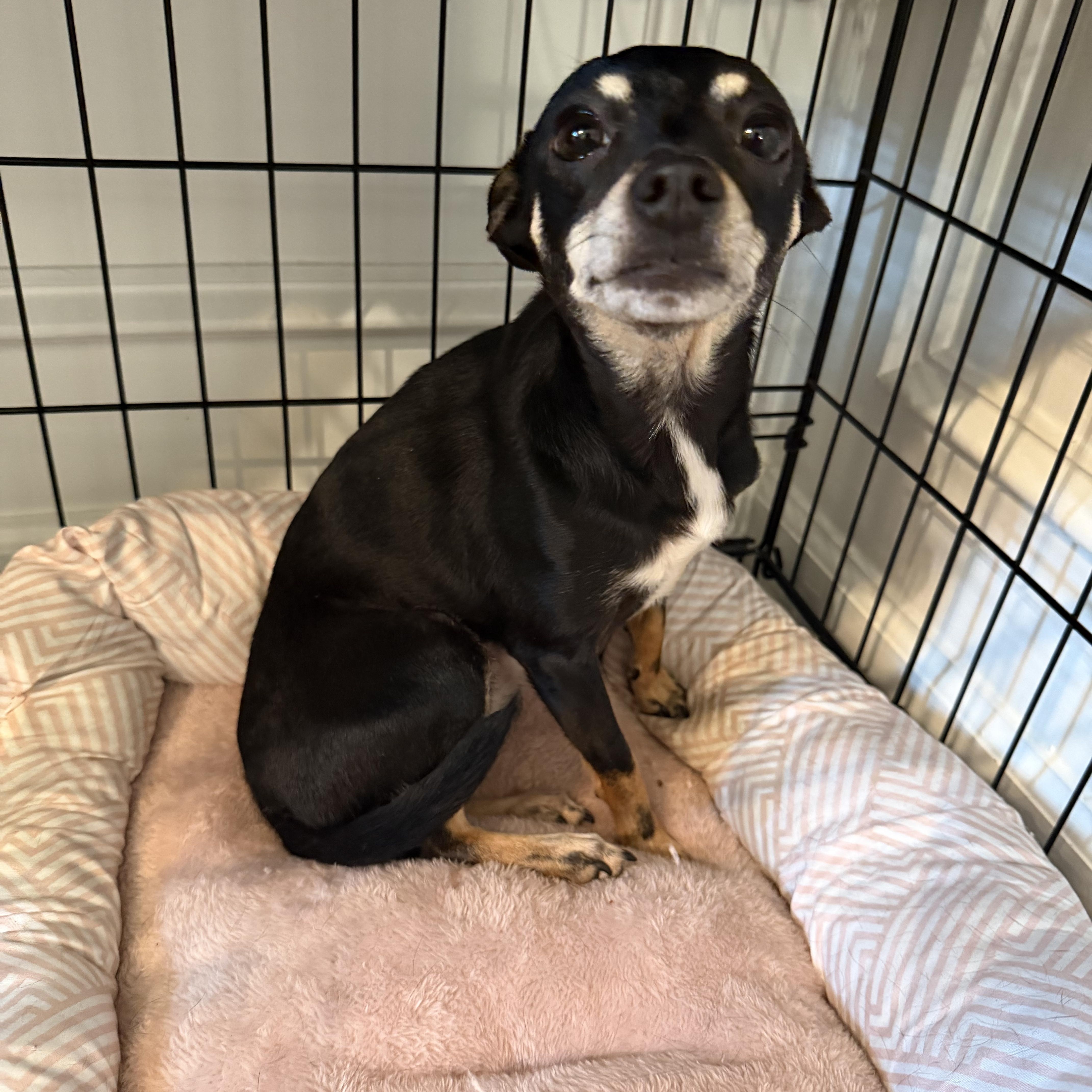 A young small-sized female Chihuahua dog named Biddie for adoption in atlanta, GA