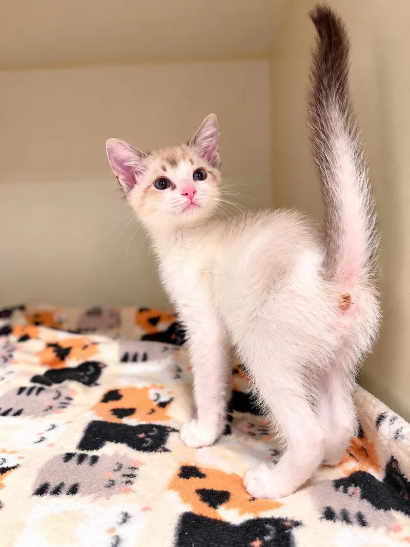 A baby medium-sized male Siamese cat named Oliver for adoption in Napa, CA