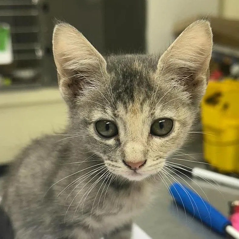 A baby small-sized female Gray / Blue / Silver Domestic Short Hair cat named Amelia for adoption in Bastrop, TX