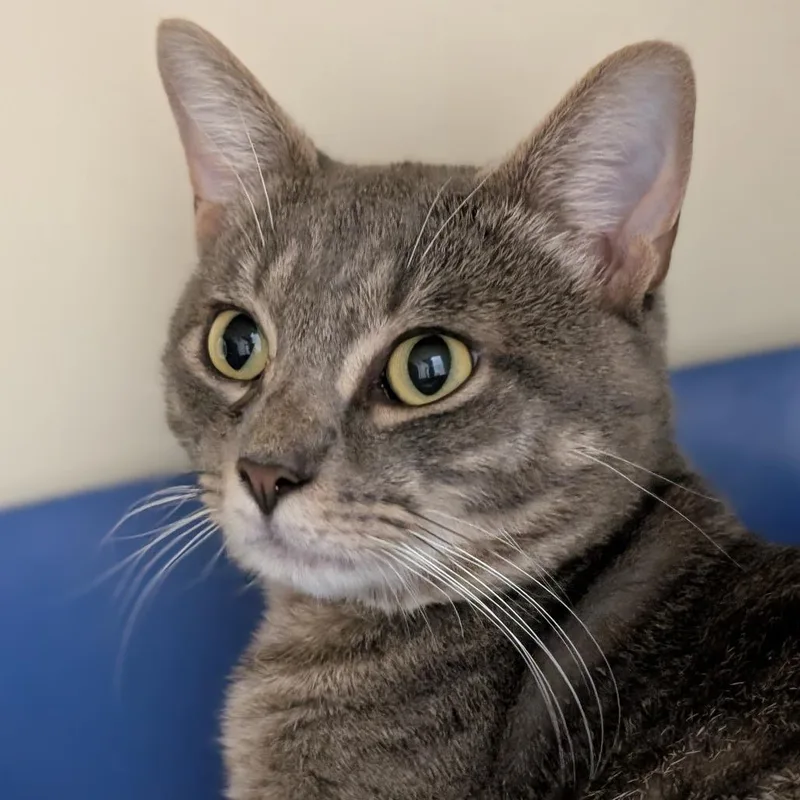 An adult medium-sized male Gray / Blue / Silver Domestic Short Hair cat named Dempsey for adoption in Thomaston, ME