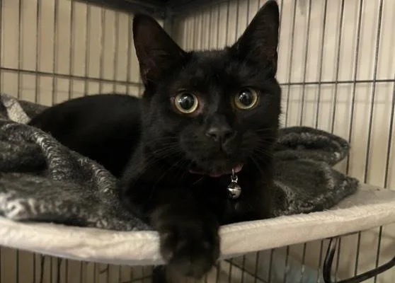A baby medium-sized female Black Domestic Short Hair cat named Dunes for adoption in Clinton Township, MI