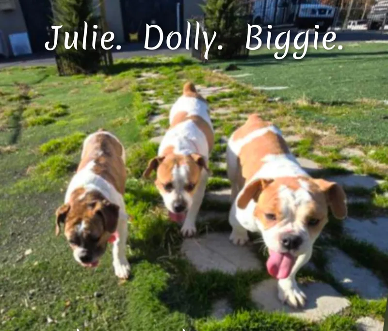 Dolly thumbnail 2