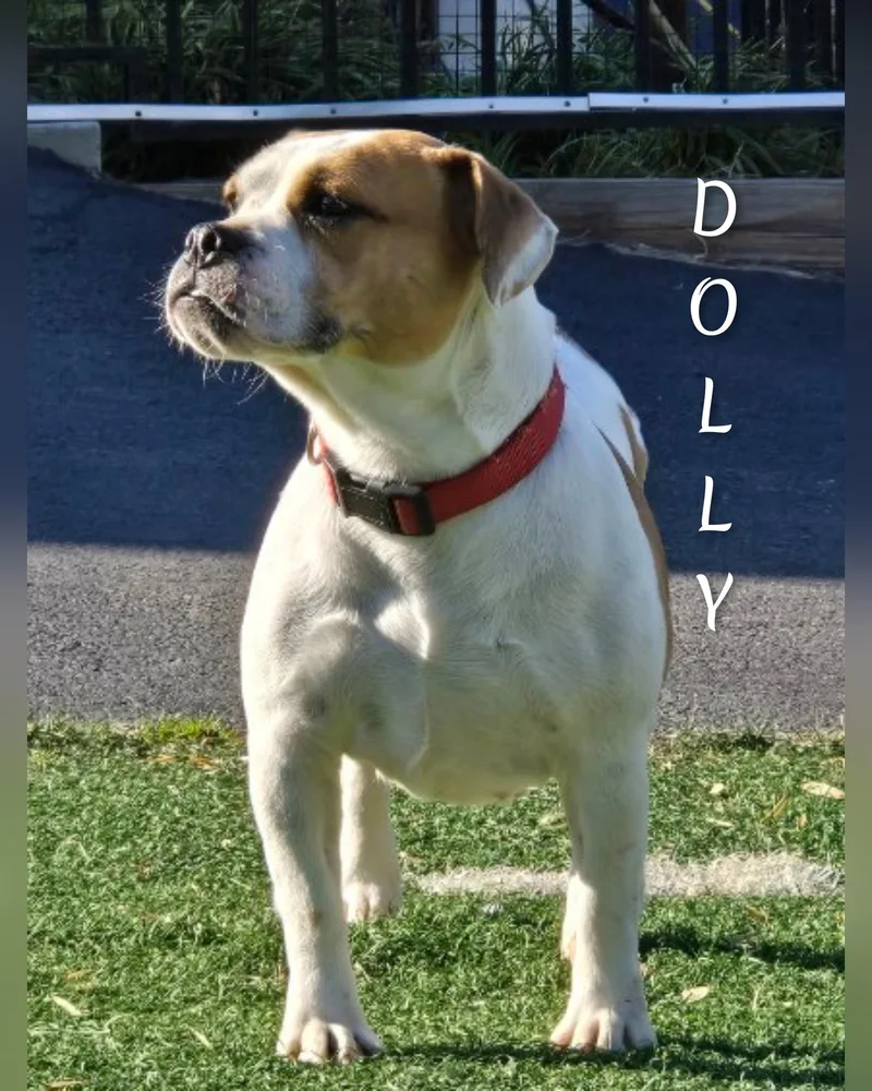Dolly