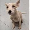 A baby medium-sized female Labrador Retriever dog named Lexi for adoption in Tampa, FL