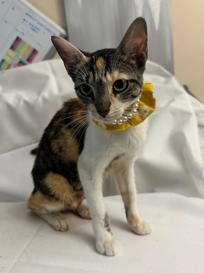 A baby medium-sized female Domestic Short Hair cat named Leodorah for adoption in Margate, FL