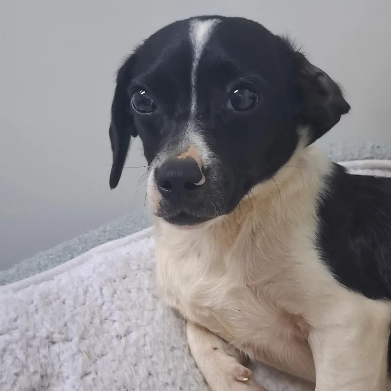 A baby small-sized female Black Jack Russell Terrier dog named Lisa for adoption in Franklin, NC