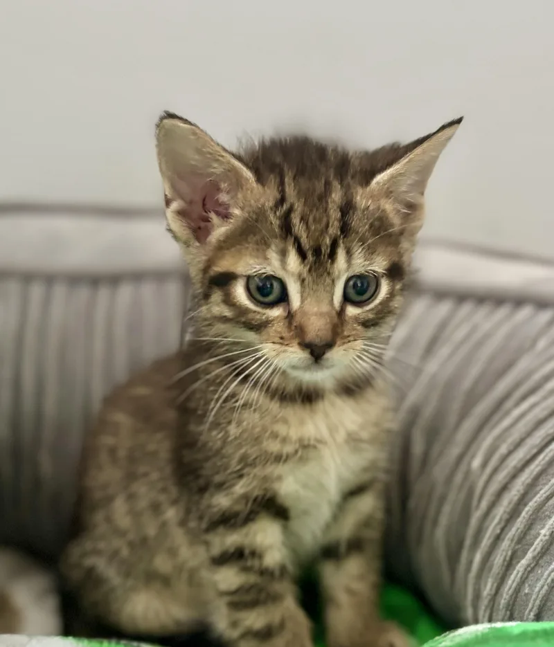 A young medium-sized female Tabby (Gray / Blue / Silver) Tabby cat named Monica for adoption in Waxhaw, NC