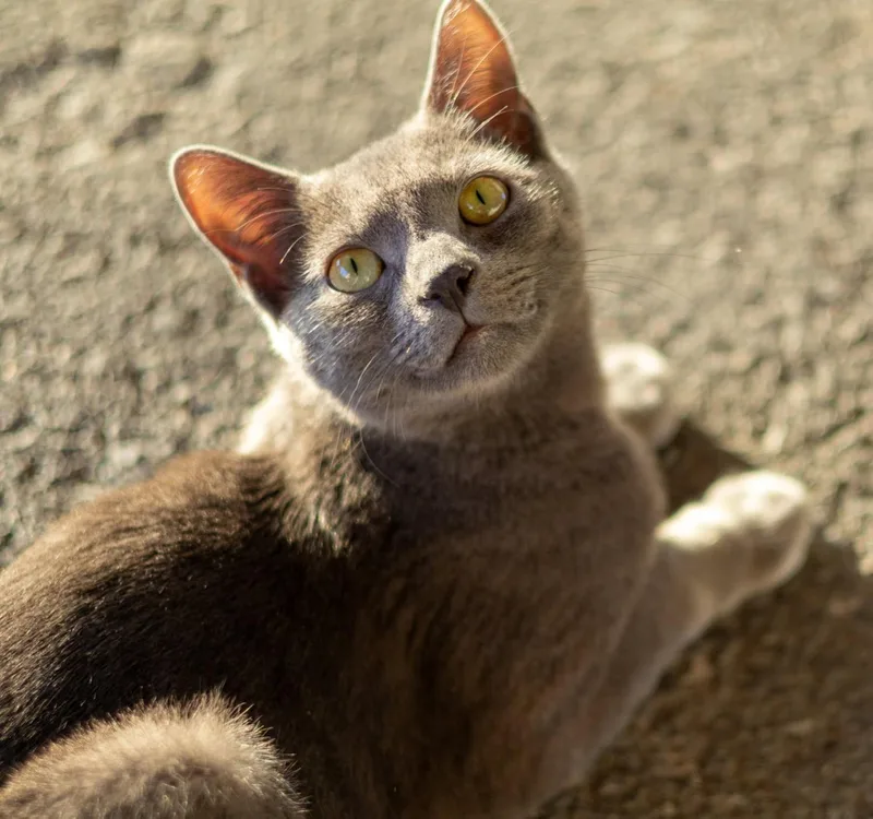 A young medium-sized male Domestic Short Hair cat named Asher  Handsome Young for adoption in Quentin, PA