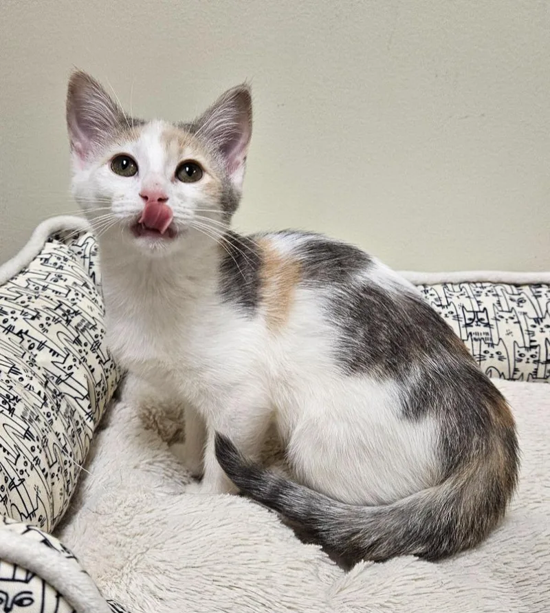 A baby small-sized female Domestic Short Hair cat named Mary Kate for adoption in Fremont, OH