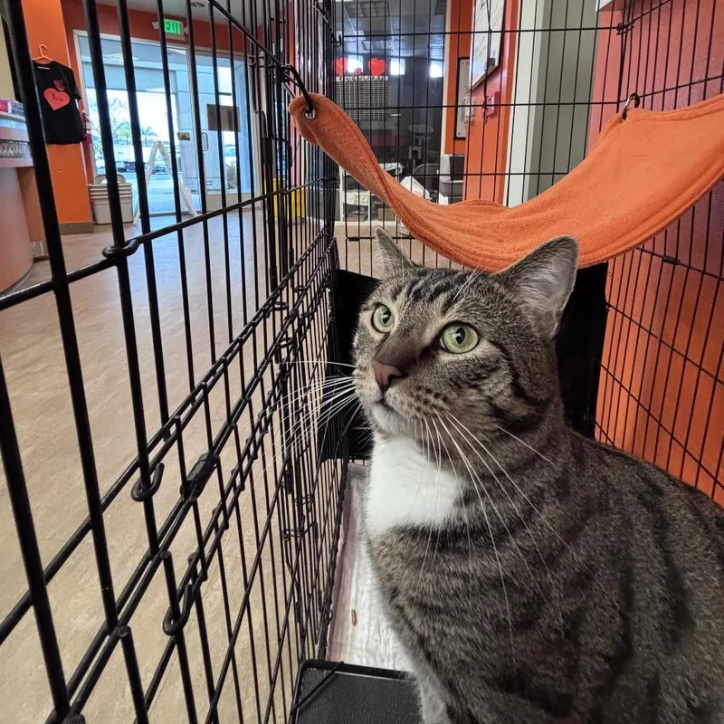 An adult extra large-sized male Brown / Chocolate Domestic Short Hair cat named Irving for adoption in Westminster, CA