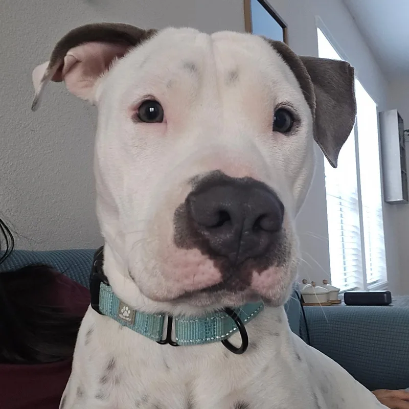 A young medium-sized male White / Cream American Staffordshire Terrier dog named Jorge for adoption in Houston, TX