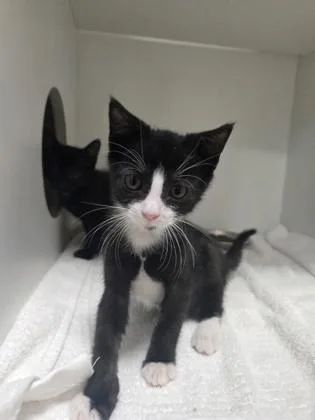 A baby small-sized male Domestic Short Hair cat named Hugo for adoption in Savannah, GA