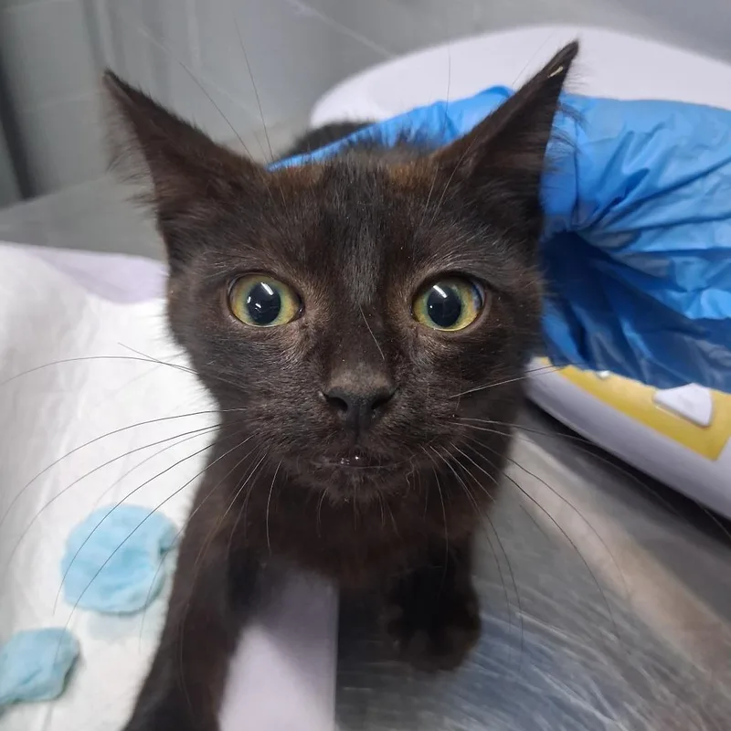 A baby small-sized female Black Domestic Short Hair cat named Rebekah for adoption in Summerville, SC