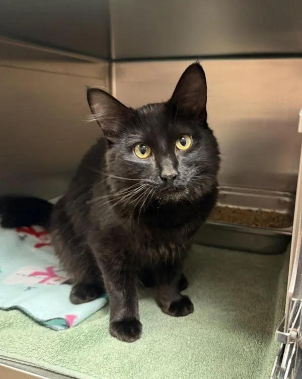 A young medium-sized male Domestic Medium Hair cat named Hiccup for adoption in Great Falls, MT