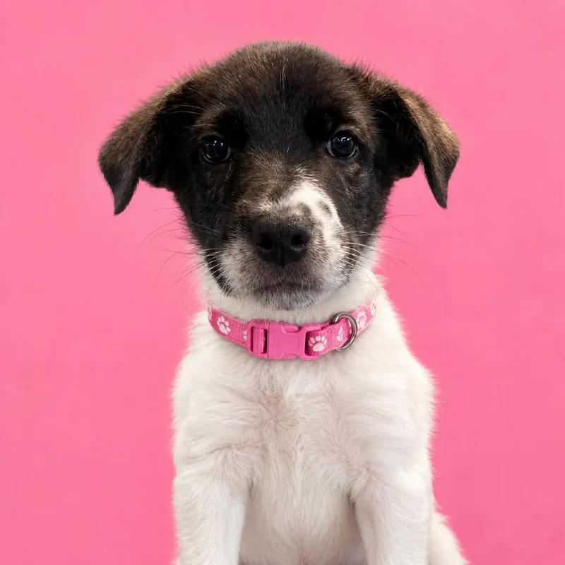 A baby medium-sized female Black Shepherd dog named DeVille for adoption in Binghamton, NY