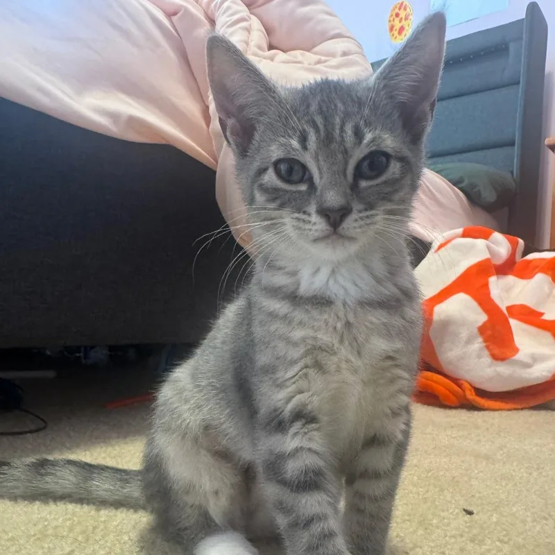 A baby small-sized female Domestic Short Hair cat named Pansy for adoption in Cumming, GA