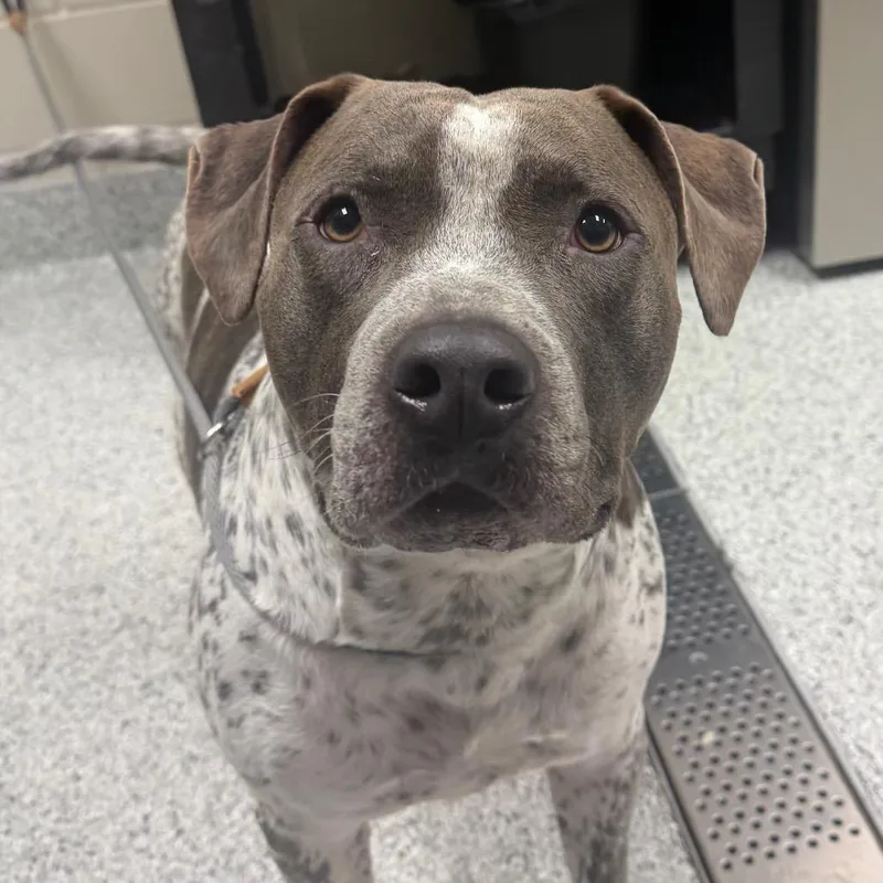 An adult large-sized male White / Cream Pit Bull Terrier dog named Oreo for adoption in Reno, NV