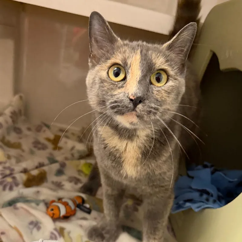 An adult medium-sized female Tortoiseshell Domestic Short Hair cat named Nirvana for adoption in Watertown, NY