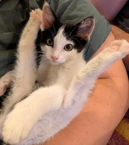 A baby medium-sized female Domestic Medium Hair cat named Meowzda CX for adoption in Pleasanton, CA