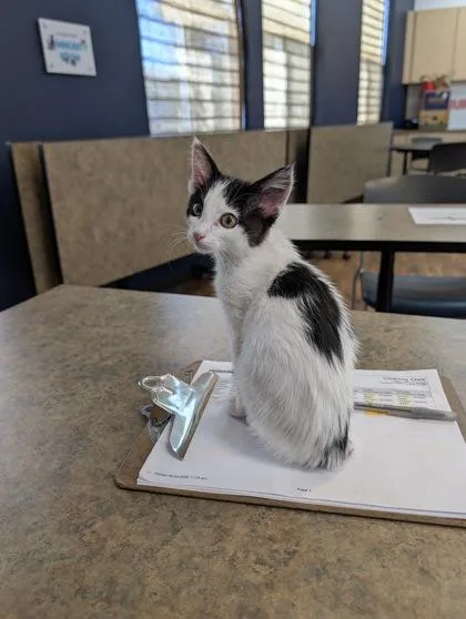 Meowzda CX thumbnail 2