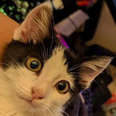 Meowzda CX thumbnail 3