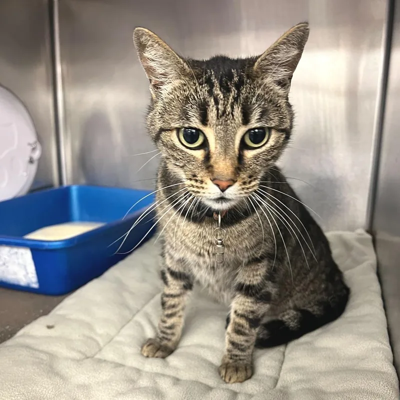An adult medium-sized female Brown / Chocolate Domestic Short Hair cat named Star Fire for adoption in Los Angeles, CA