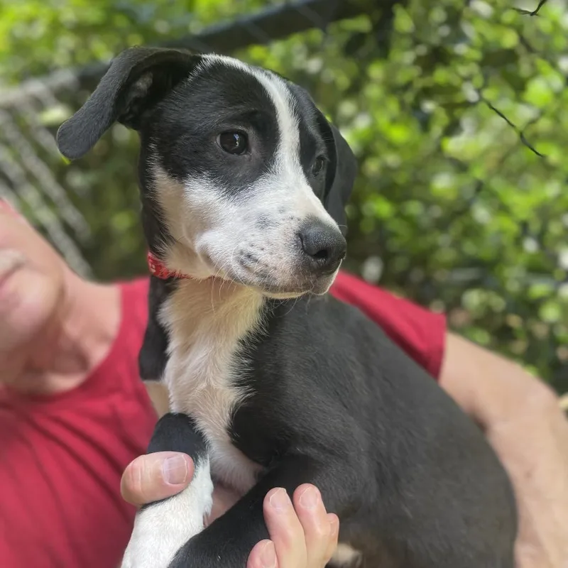 Dottie thumbnail 2