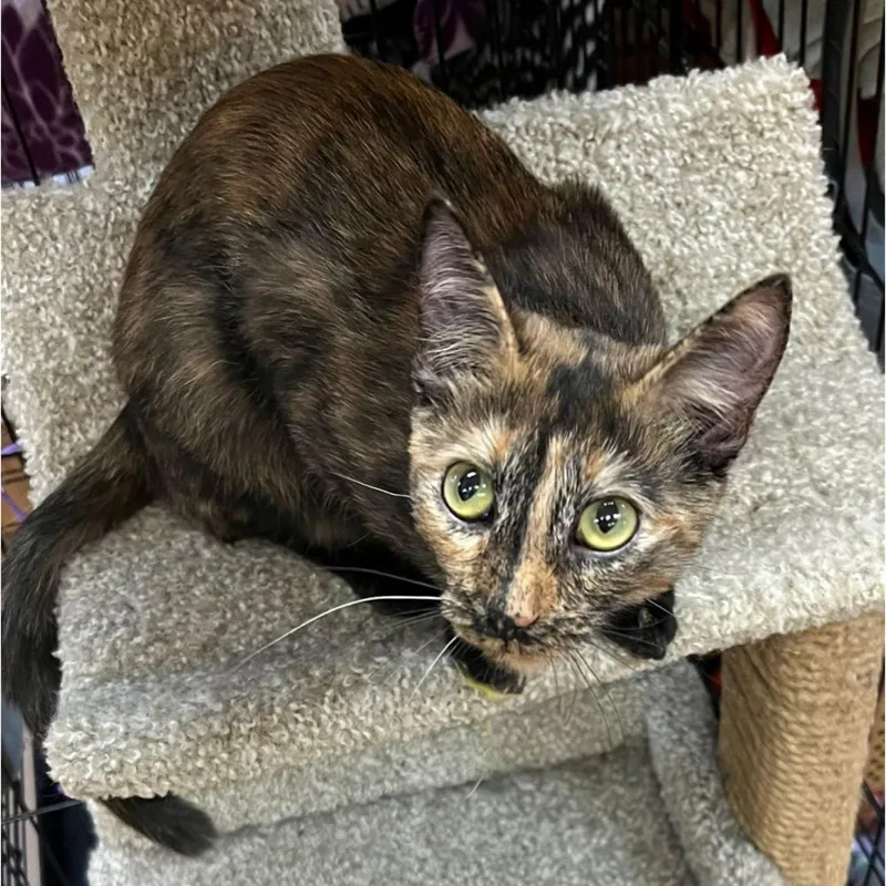 A young medium-sized female Domestic Short Hair cat named Madonna for adoption in Blasdell, NY