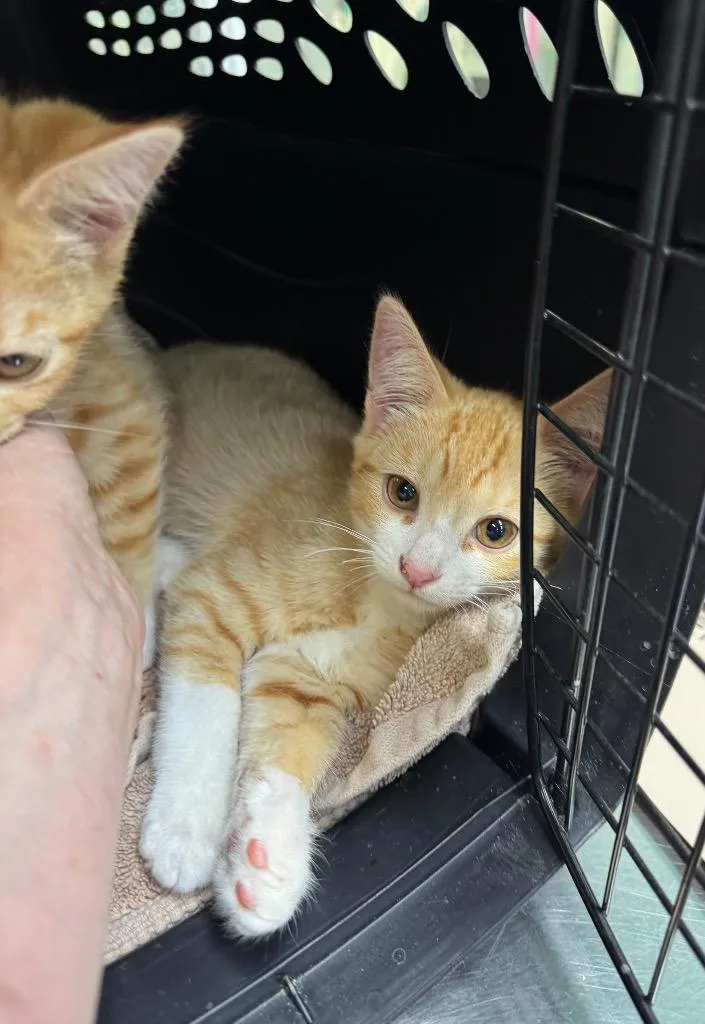 A baby medium-sized male Domestic Short Hair cat named Chow Mein for adoption in Fort Lupton, CO