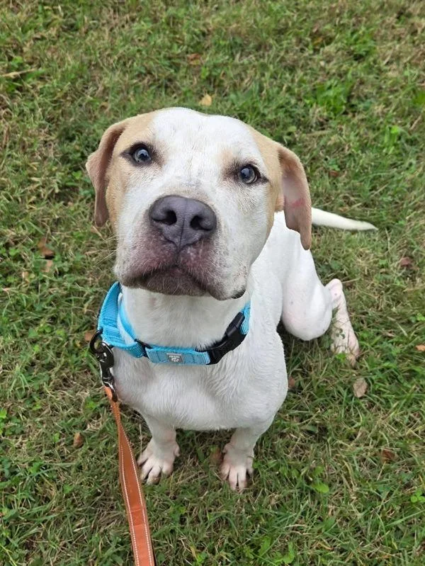 A young large-sized male Pit Bull Terrier dog named Lambert for adoption in Millersville, MD