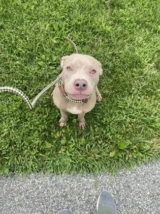 An adult medium-sized male Mixed Breed dog named Squirt for adoption in Fallston, MD