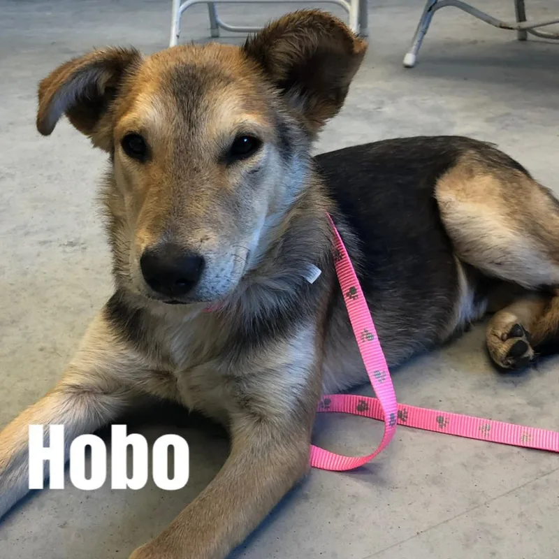 Hobo