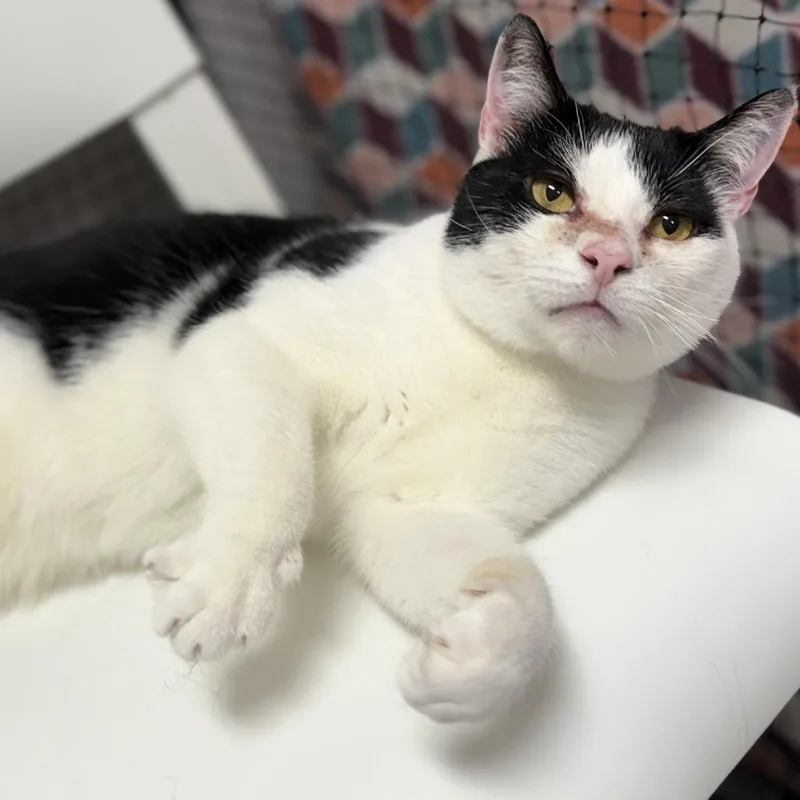 An adult medium-sized male White Domestic Short Hair cat named MooMoo for adoption in Fairfax Station, VA