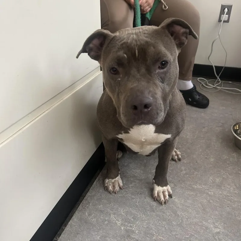 An adult medium-sized female Mixed Breed dog named Willamia for adoption in Philadelphia, PA