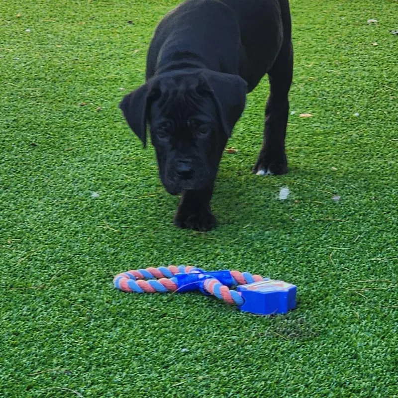A baby small-sized female Black Cane Corso dog named Rosa for adoption in Bedford, NH